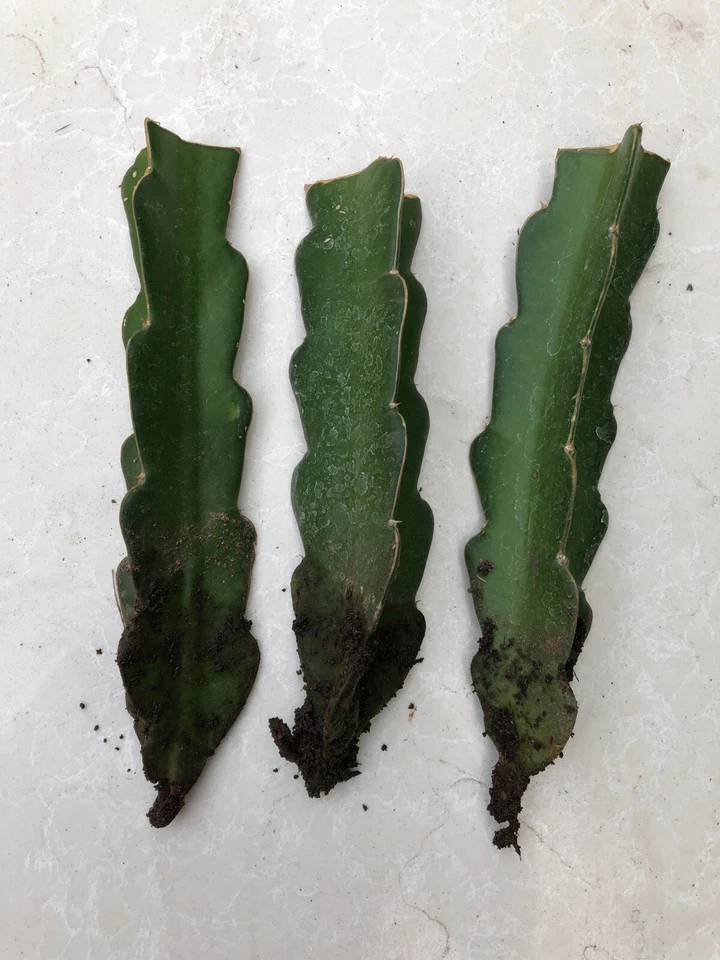 Red Dragon Fruit Rooted Plants – 3 Live Red Pitaya Cuttings Bare Root Ready to Plant – Hylocereus Starter