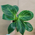 Philodendron Birkin – Variegated Houseplant in 4” Pot – Rare Tropical Indoor Foliage Plant