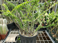 Alluaudia Humbertii Madagascar Succulent – One Rooted Cutting – Spiny Didiereaceae Plant