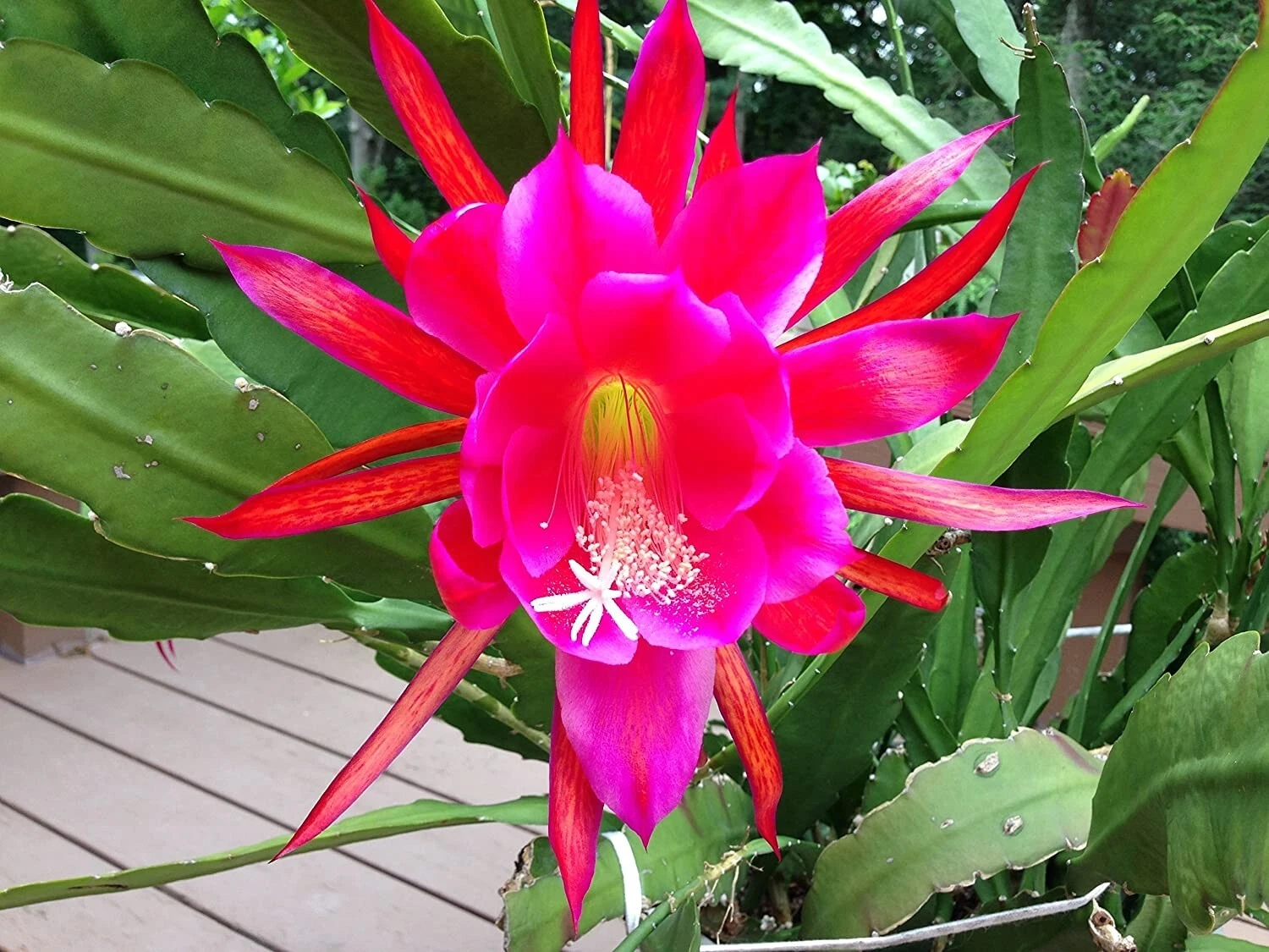 2 Rosy Swirl Epiphyllum Cuttings + Bonus Small Cutting – Orchid Cactus Starter Stems Ready to Root