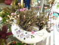 Tylecodon schaeferianus – Miniature Succulent Cuttings – Free-Flowering Caudiciform Starter Cuttings