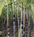 Dark Purple Sugarcane Cuttings for Planting – 5 Fresh Cane Stems, Garden Grown Sugarcane