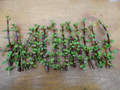 Portulacaria afra Cuttings for Planting – Lot of 12 Spekboom Succulent Cuttings, Red Stems, 6 Inch Length