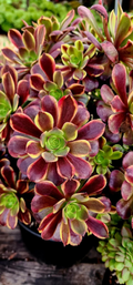 Aeonium Superbang Succulent Cutting – 3 Inch Live Aeonium Cutting, Variegated Rosette Succulent for Planting