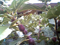 Marseilles Black Fig Tree Cuttings – 7 Live Ficus carica Hardwood Cuttings for Propagation and Planting
