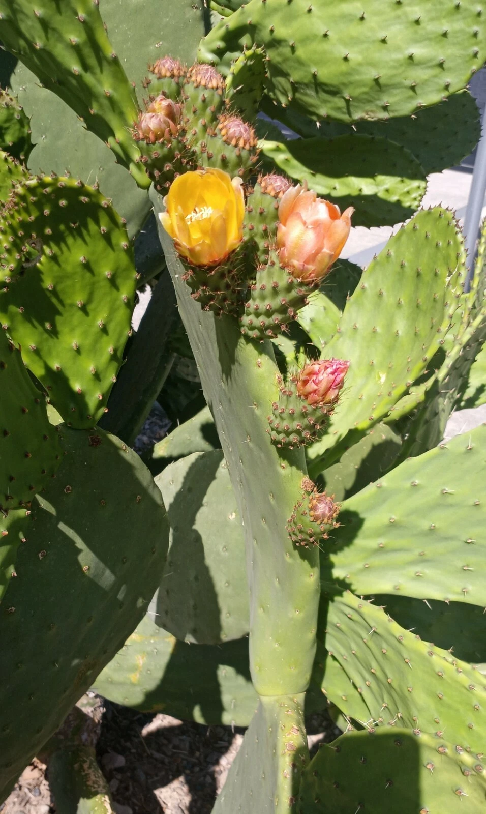 Prickly Pear Cactus Plant – Live Opuntia Starter with Orange-Pink-Yellow Blooms and Edible Pear Pads