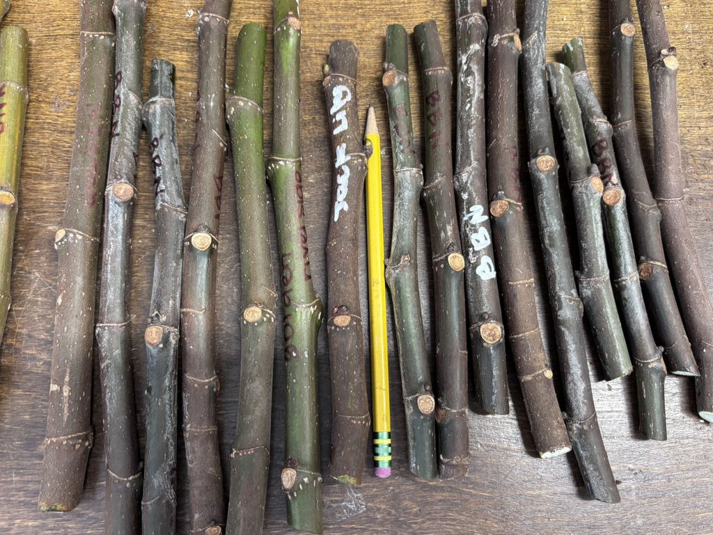 Ronde de Bordeaux Fig Cuttings – Ficus carica, Unrooted Hardwood Fig Cuttings for Propagation