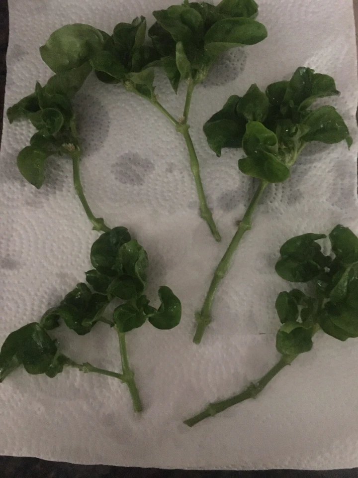 Brazilian Spinach Cuttings – 8 Live Alternanthera Sissoo Cuttings, 4–5 Inch Sissoo Spinach for Planting