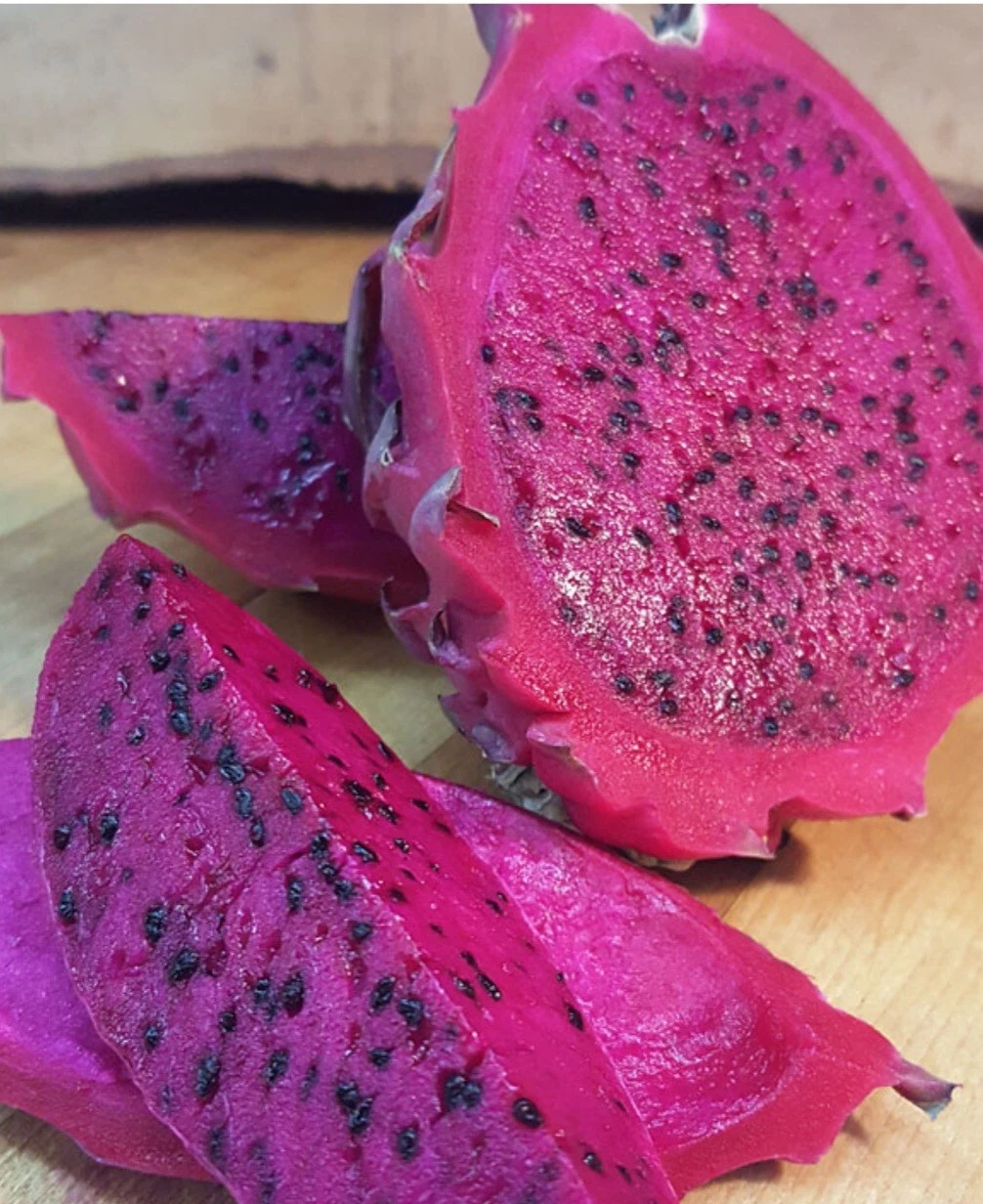 Dragon Fruit Cuttings – Live Pitaya Cactus – Fresh Unrooted Plant Cuttings