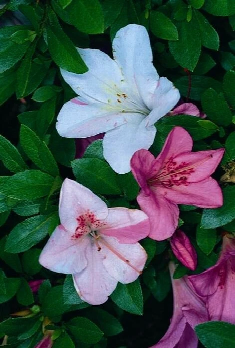 Tama no Hada Azalea Rhododendron – Deciduous Starter Plant – Multi-Color Blooms