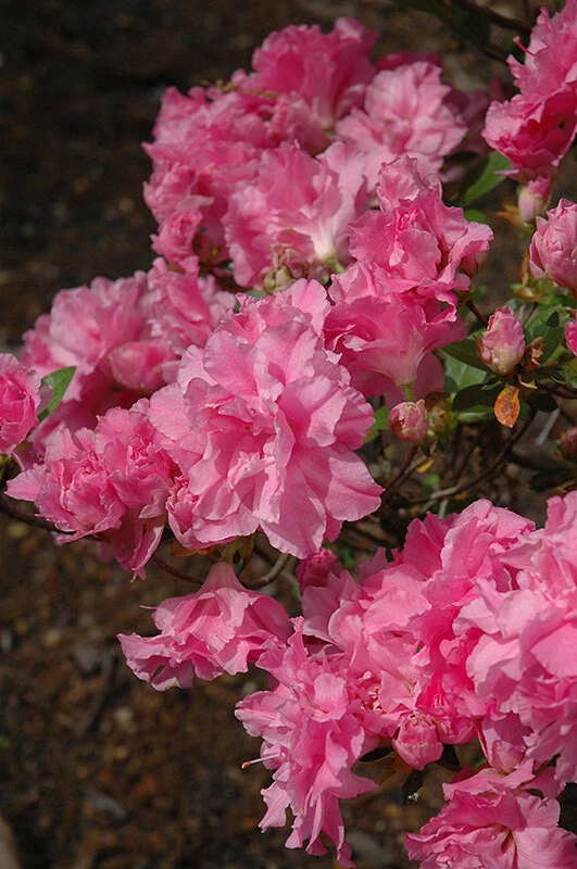 Hallie Azalea Rhododendron Starter Plant – Deciduous Shrub with Orchid Pink Triple Blooms