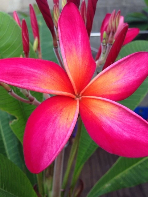 Plumeria Cutting Kaneohe Sunset 12–14” | Live 1-Tip Plumeria Stem | Premium Frangipani Cutting for Rooting & Tropical Gardens
