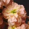 Stock Katz Apricot Seeds – 1,000 Count Matthiola incana Flower Seeds for Garden Planting