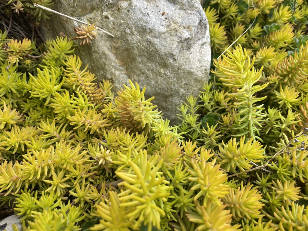 Sedum Angelina Cuttings – 10 Live Unrooted Stonecrop Cuttings, Yellow Green Ground Cover Plant for Growing