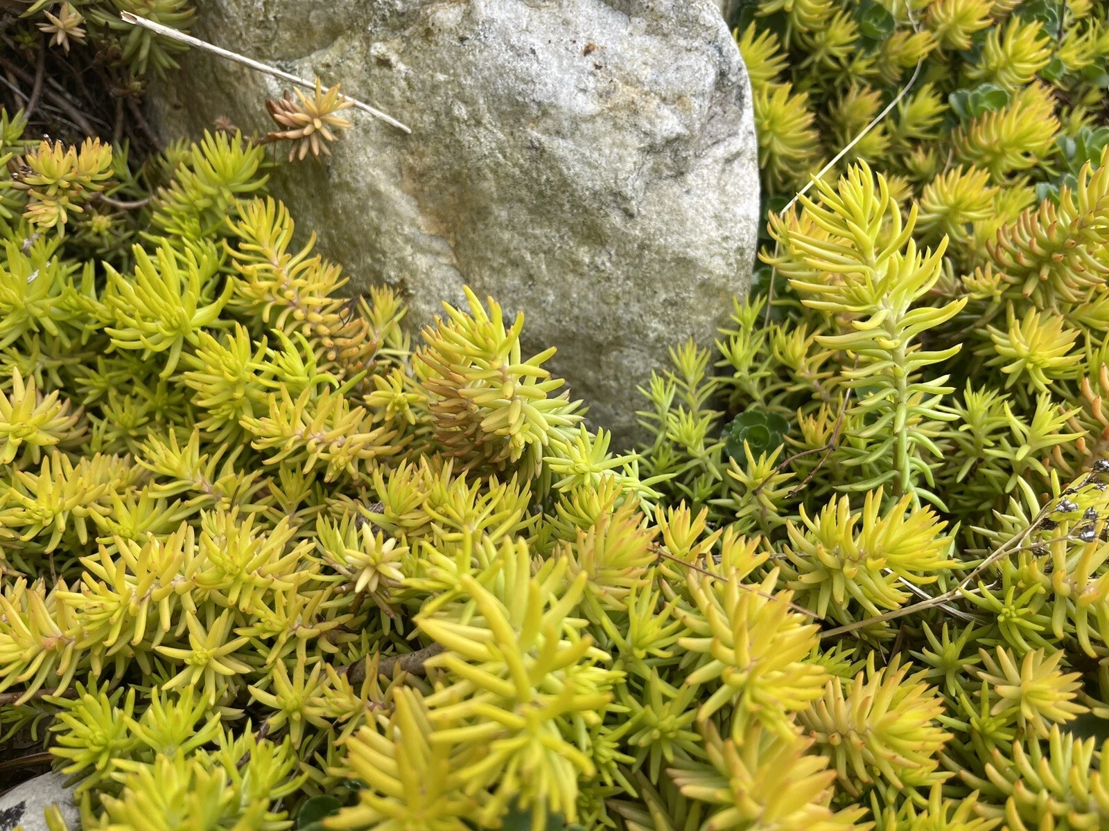 Sedum Angelina Cuttings – 10 Live Unrooted Stonecrop Cuttings, Yellow Green Ground Cover Plant for Growing