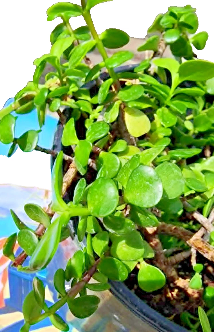 Elephant Bush Succulent Cuttings – 3 Portulacaria afra Dwarf Jade Stems for Propagation and Planting