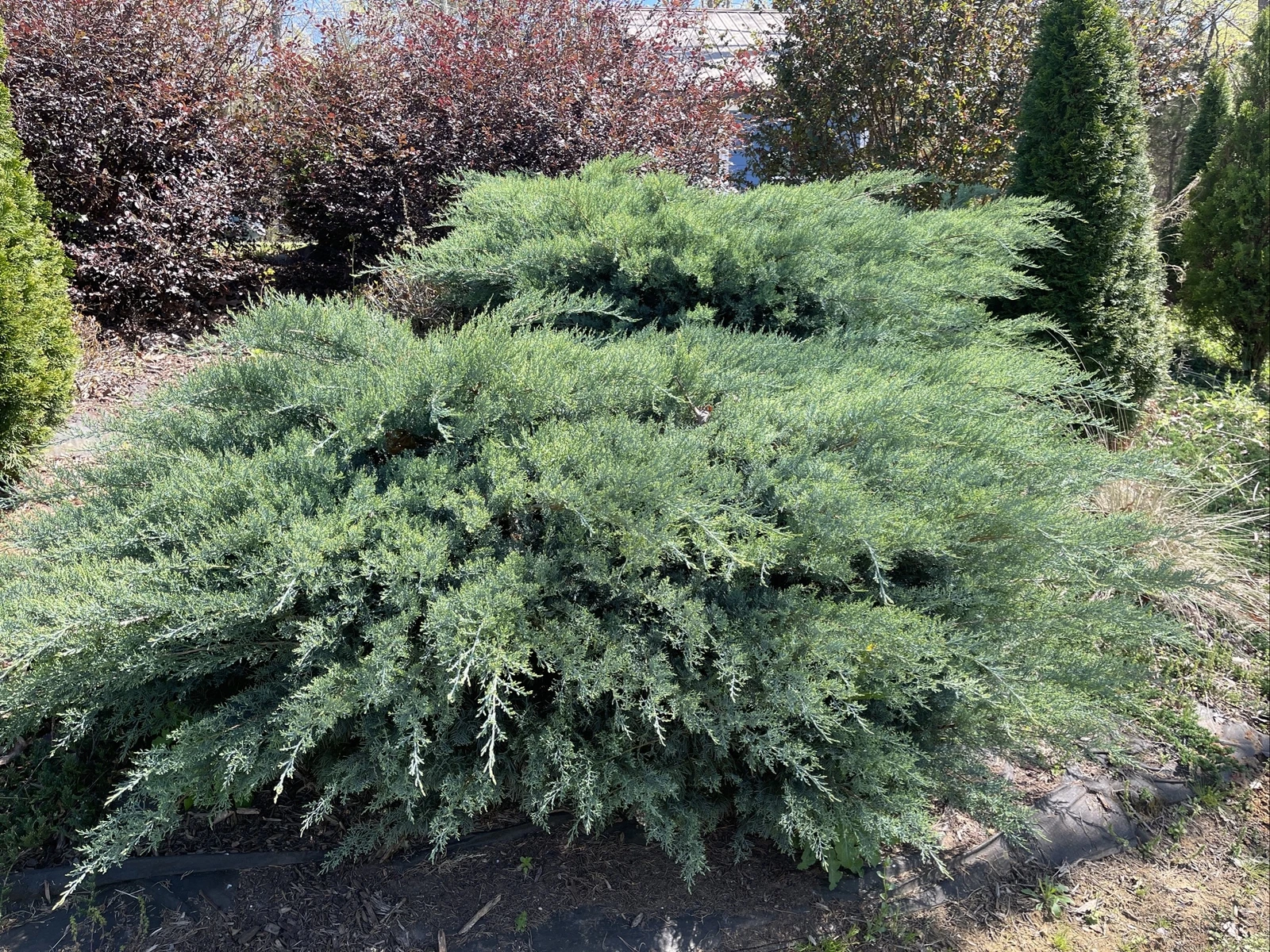 Grey Owl Juniper Cuttings – 10 Fresh 5–7 Inch Evergreen Stems for Rooting – Spreading Juniper Starter