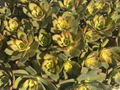 Aeonium ‘Kiwi’ Succulent Cuttings – 4 Live Aeonium haworthii Kiwi Plant Cuttings for Propagation
