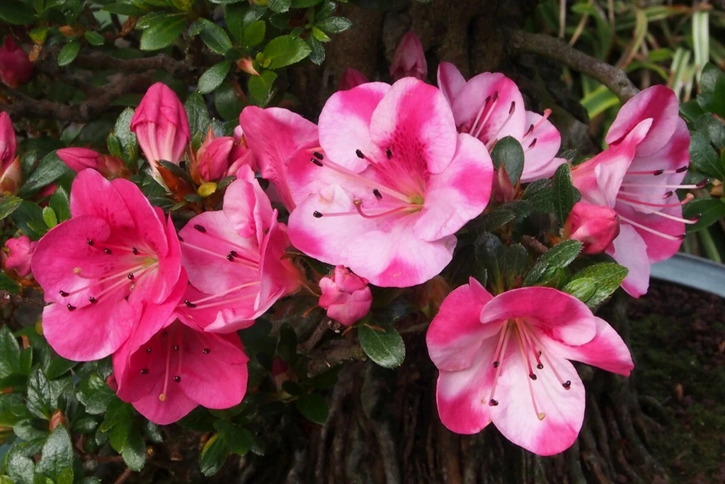 Azalea ‘Kobai 2’ Deciduous Starter Plant – Rhododendron Shrub with Bi-Color Flowers