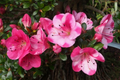 Azalea ‘Kobai 2’ Deciduous Starter Plant – Rhododendron Shrub with Bi-Color Flowers
