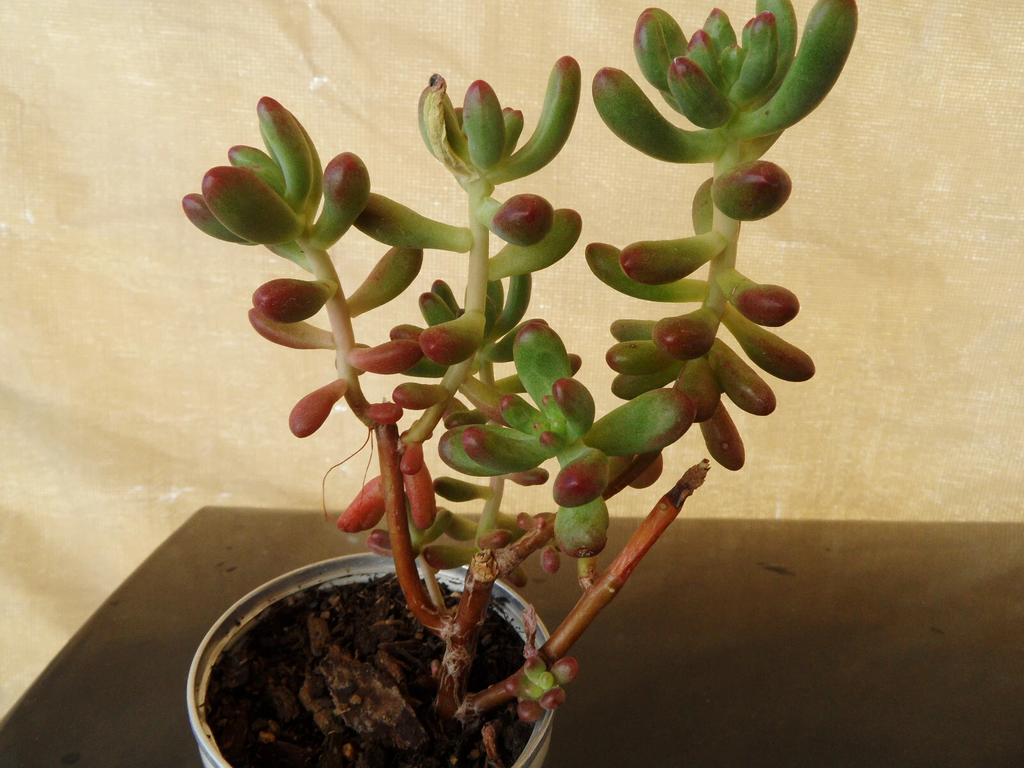 Sedum pachyphyllum Jelly Bean – 5 Fresh Succulent Cuttings, 4 Inch Stems – Plump Colorful Starter Cuttings