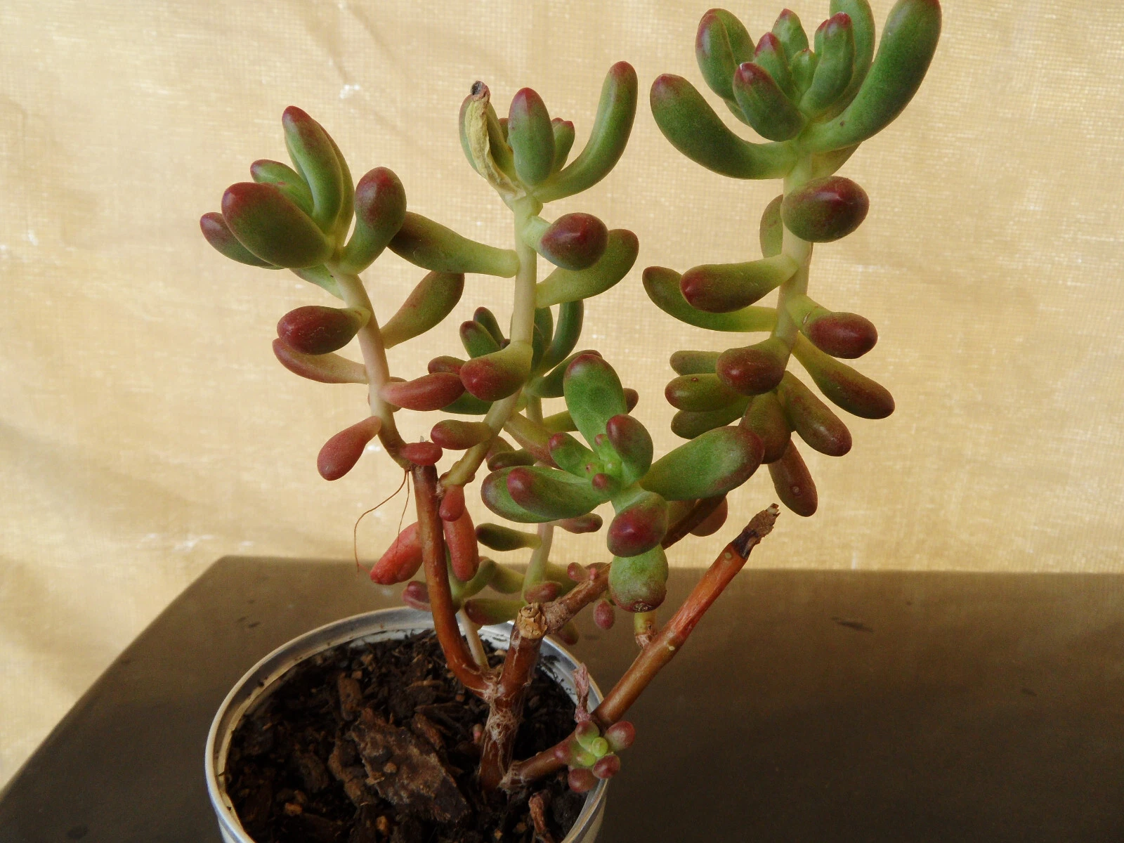 Sedum pachyphyllum Jelly Bean – 5 Fresh Succulent Cuttings, 4 Inch Stems – Plump Colorful Starter Cuttings