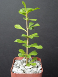 Pereskia portulacifolia – Rare Caudex Cactus Plant, Natural Bonsai Style, 2 Inch Starter