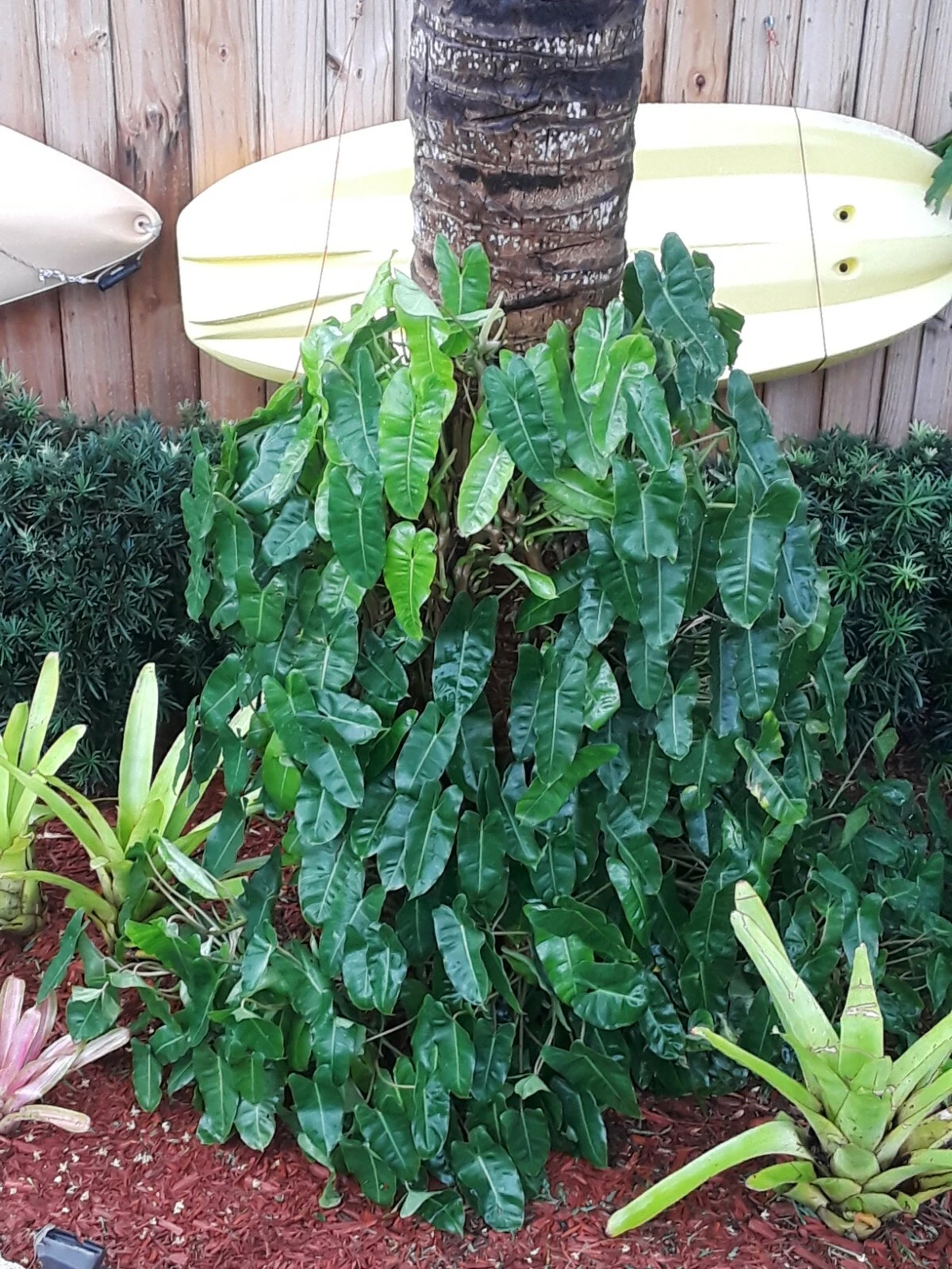 Philodendron Burle Marx Cutting – 1 Fresh Tropical Stem Clipping, Fast-Growing Aroid Houseplant Starter