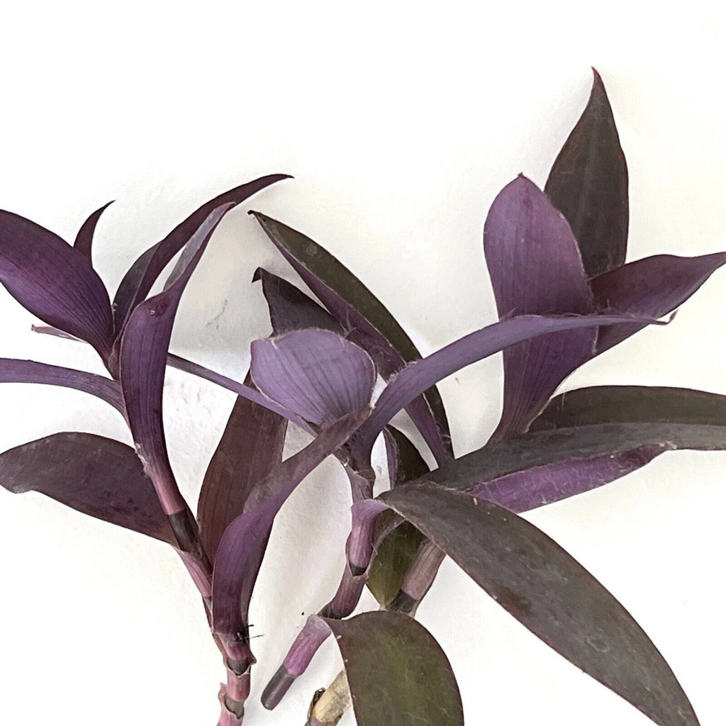 Purple Heart Tradescantia Cuttings – Purple Queen Plant – 3 Unrooted Stems for Indoor or Outdoor Growing