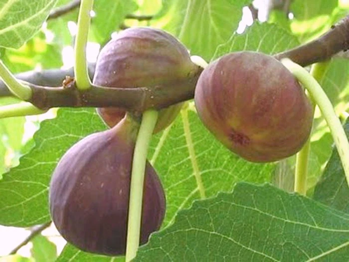 Brown Turkey Fig Cuttings – 3 Fresh Ficus Carica Stems for Rooting, Extra-Large Fruit Variety