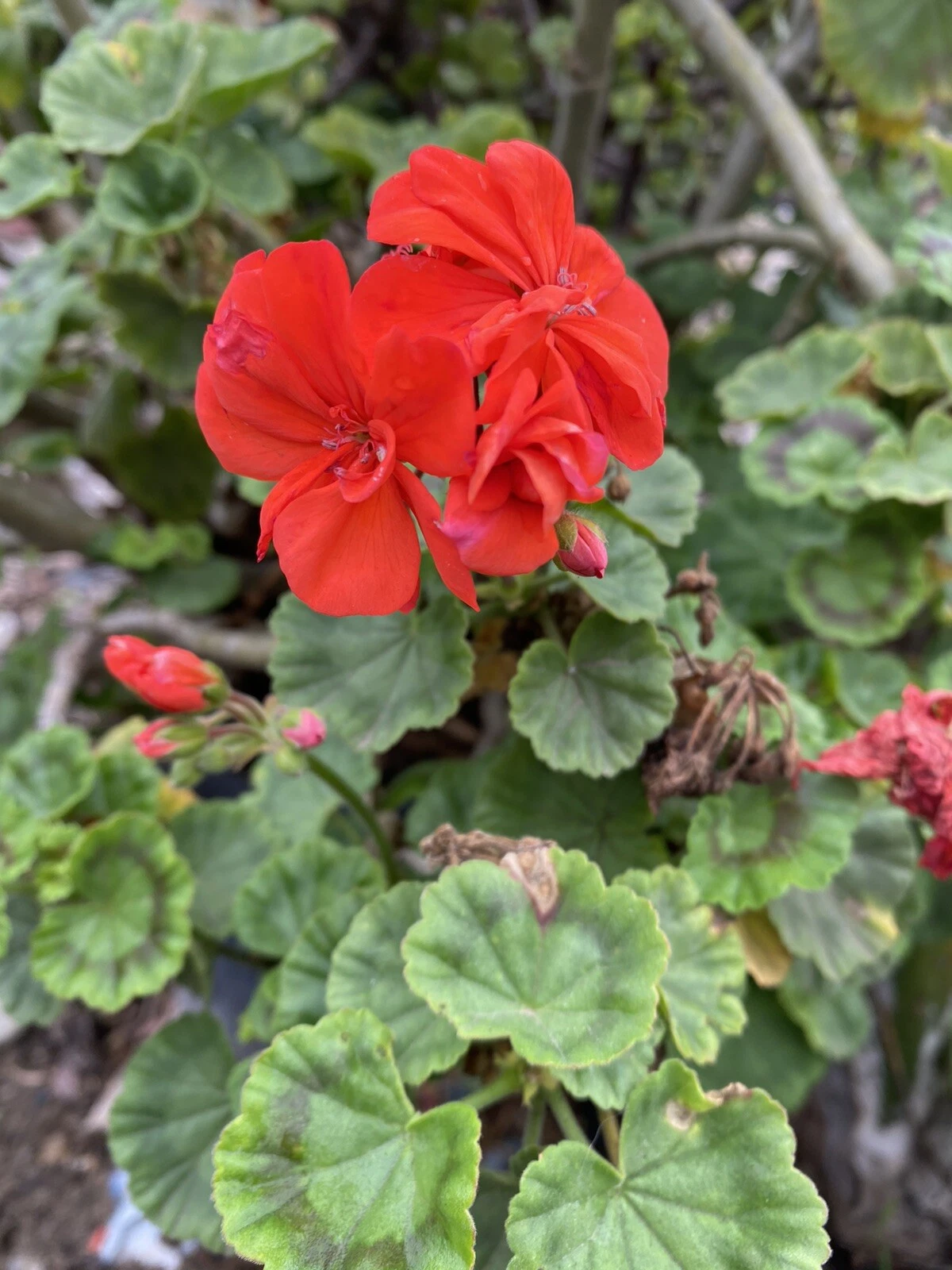 Orange Geranium Cuttings – 6 Live Pelargonium Cuttings, Flowering Geranium Plants for Propagation