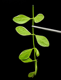 Dischidia Oiantha Variegata – One Unrooted Cutting – Trailing Variegated Houseplant Vine