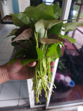 Okinawa Purple Sweet Potato Slips – 10 Live Cuttings – Ipomoea batatas Starts for Garden Growing – Khoai Lang