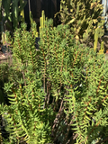 Crassula Tetragona Mini Pine Tree – 7 Live 5–8" Cuttings, Hardy Succulent Stems for Rooting, Great for Indoor Pots & Rock Gardens