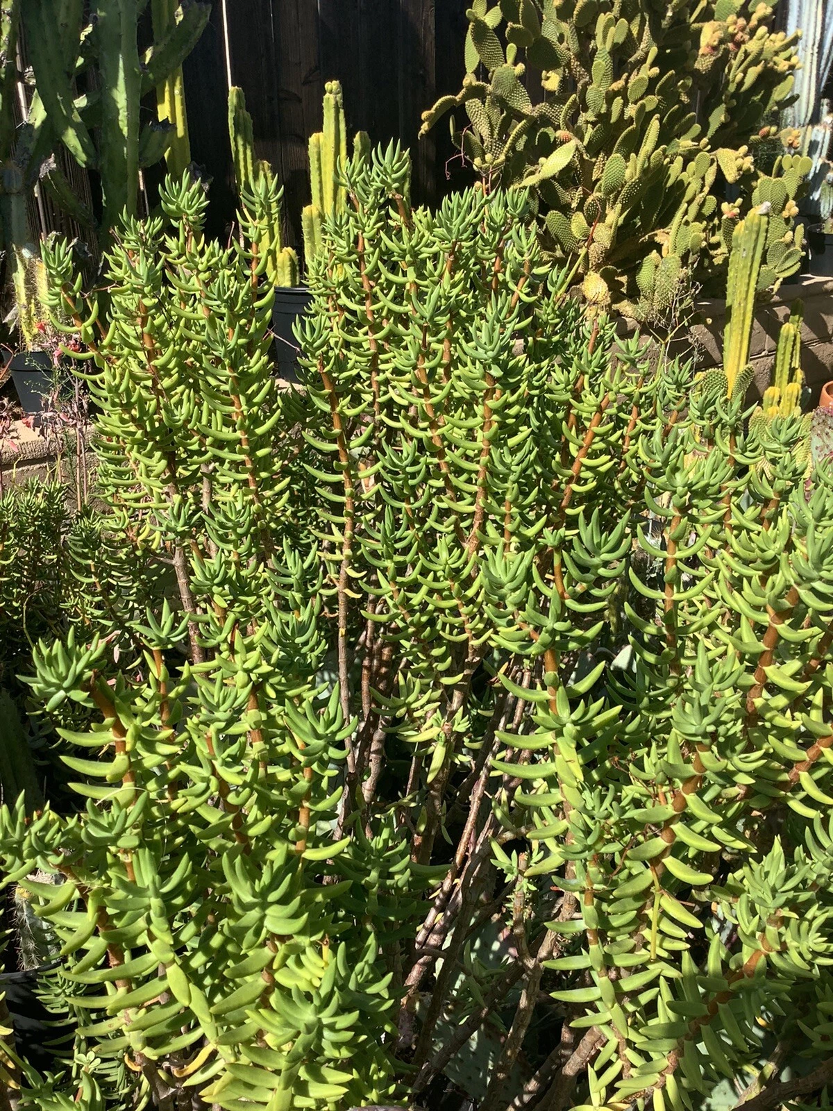 Crassula Tetragona Mini Pine Tree – 7 Live 5–8" Cuttings, Hardy Succulent Stems for Rooting, Great for Indoor Pots & Rock Gardens
