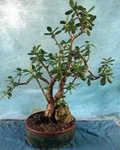 Crassula Ovata ‘Crosby’s Compact’ Jade Plant – Large Live Succulent – 1 Plant, 17–24 Inch Size