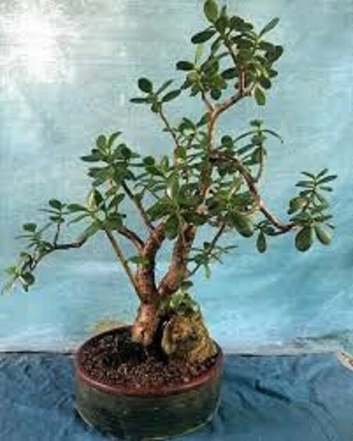 Crassula Ovata ‘Crosby’s Compact’ Jade Plant – Large Live Succulent – 1 Plant, 17–24 Inch Size