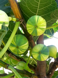 Panache Fig Cuttings – 3 Fresh Unrooted Ficus carica Variegated Fruit Tree Cuttings for Rooting & Propagation