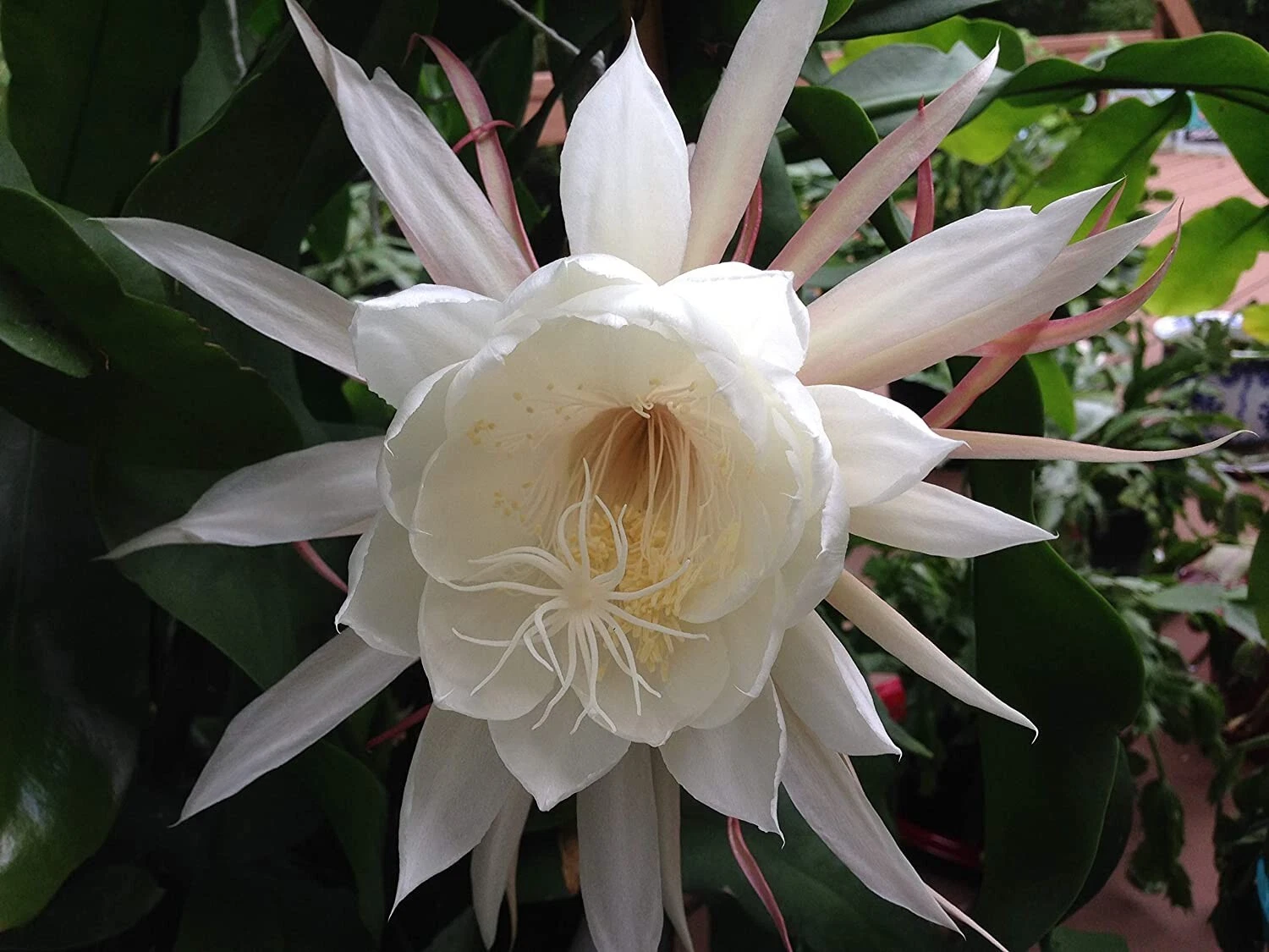Queen of the Night Cuttings – 2 Live Epiphyllum Oxypetalum Orchid Cactus Stems, Easy-Rooting Night-Blooming Plant + Free Gift
