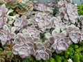 Graptopetalum ‘Purple Delight’ – 2 Fresh Succulent Cuttings, Soft Lavender Rosettes, Easy-Rooting Graptopetalum Start