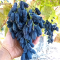 10 Lady Finger Grape Vine Cuttings – Thin Black Seedless Moon Drop Type, Live 6–8" Cuttings for Rooting & Growing