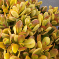 Crassula Ovata Hummel Succulent Cuttings for Planting – 5 Golden Jade Houseplant Stems