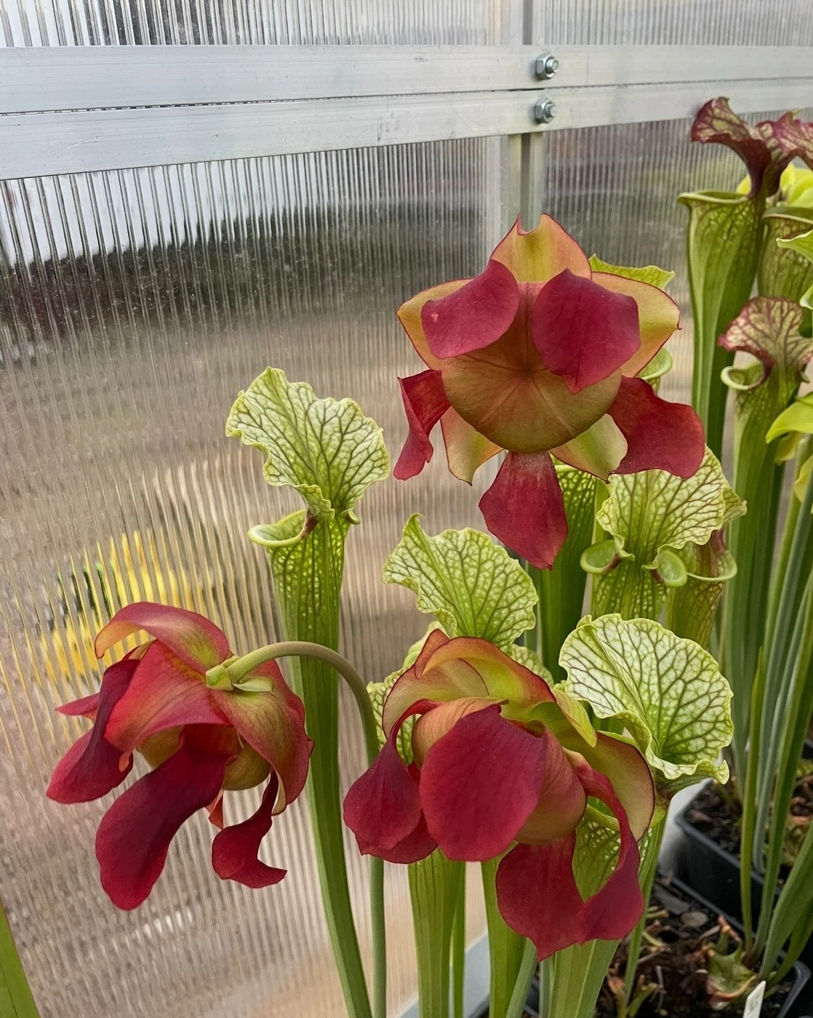 Sarracenia Red Velvet Live Plant – Medium Division Pitcher Plant, Ornamental Carnivorous Species