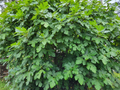 Celeste Fig Tree Cuttings – Ficus carica, 6 Unrooted Fig Cuttings for Propagation