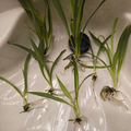 4 Green Spider Plant Pups – Non-Variegated Chlorophytum, Live Rooted Cuttings for Easy Indoor Houseplant Growing