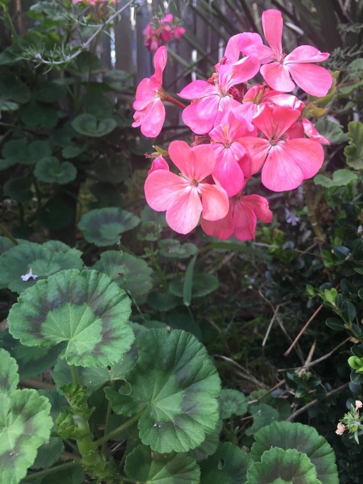 Salmon Pink Zonal Geranium Starter Cuttings – Pelargonium × hortorum Live Plant, 4 Unrooted Cuttings 8 Inches Long
