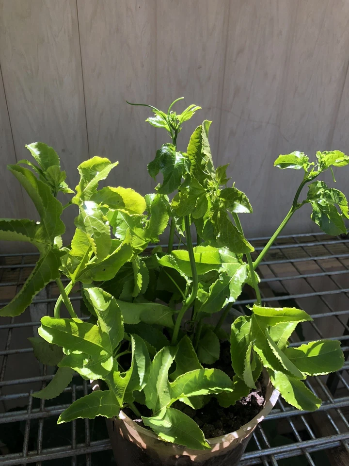 Passiflora edulis Cuttings – 3 Fresh Unrooted Passion Fruit Vine Cuttings for Propagation and Planting