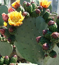 Prickly Pear Cactus Cutting – 1 Fresh Opuntia Pad for Planting