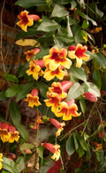 Crossvine Flowering Vine Cuttings – 12 Unrooted Pieces – Bignonia capreolata Starter