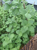 Spearmint Live Plant Cuttings – Mentha spicata – 10 Rooted Pieces – Naturally Grown
